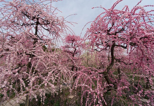 201503131228-DSC04687N6.jpg