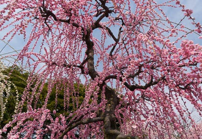 201503131232-DSC04702N6.jpg