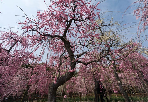 201503131234-DSC04707N6.jpg