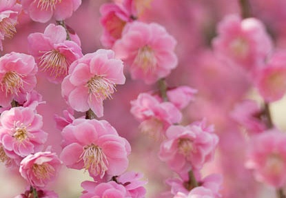 201503131238-DSC09255.jpg
