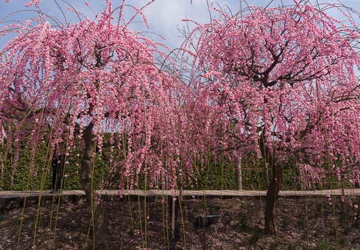 201503131251-DSC00223N5R.jpg