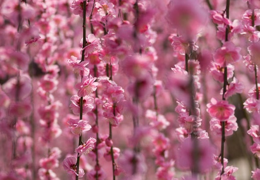 201503131253-DSC09270.jpg