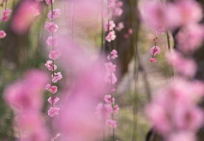 201503131255-DSC09276.jpg