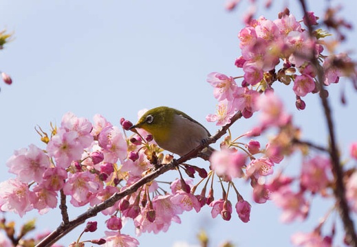 201503131313-DSC09291.jpg