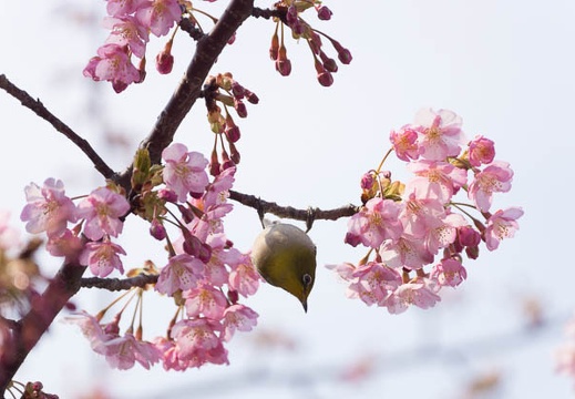 201503131315-DSC09319.jpg