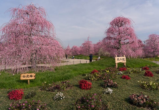 201503180912-DSC05176N6.jpg