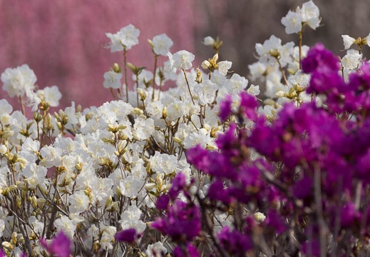 201503180919-DSC00634.jpg