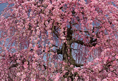 201503180938-DSC05214N6.jpg
