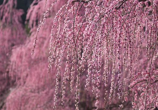 201503180941-DSC00668.jpg