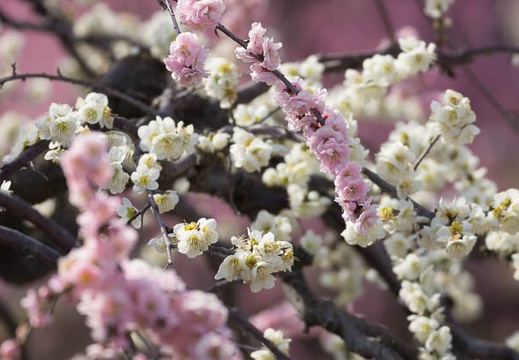 201503180947-DSC00676.jpg