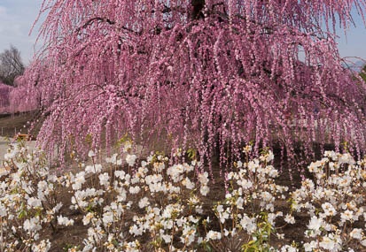 201503180951-DSC05235N6.jpg
