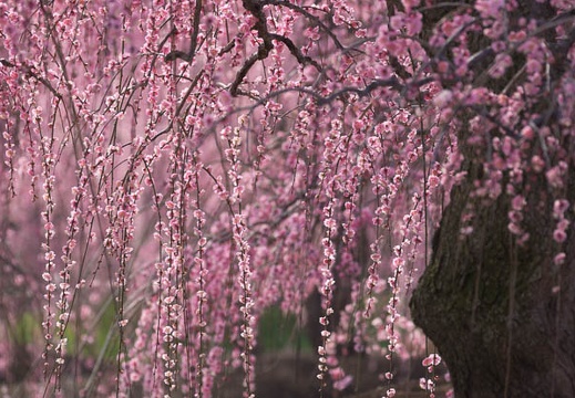 201503180954-DSC00693.jpg