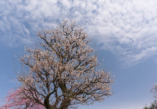 201503181009-DSC05256N6.jpg