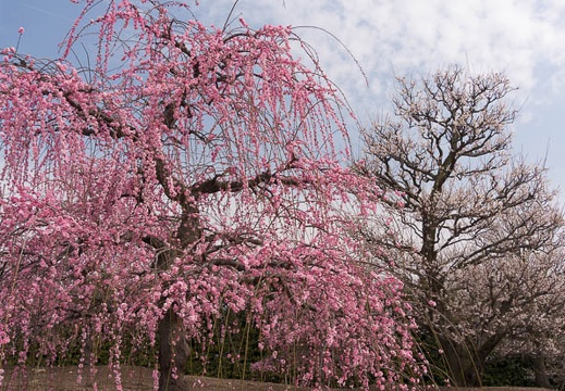 201503181011-DSC05259N6.jpg