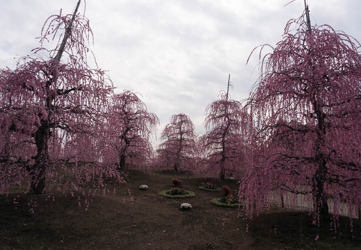 201503181024-DSC05263N6.jpg