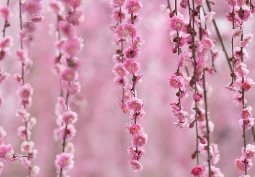 201503181035-DSC00807.jpg
