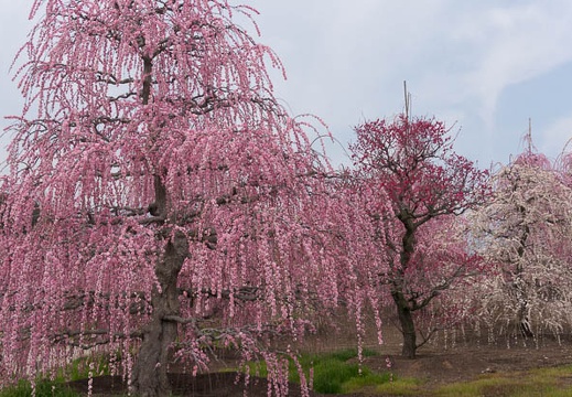 201503181104-DSC05302N6.jpg