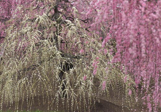 201503181143-DSC00972.jpg