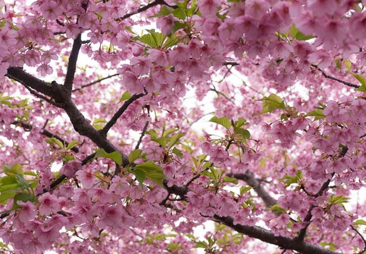 201503201156-DSC05364N6.jpg