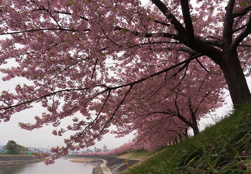 201503201159-DSC05372N6.jpg