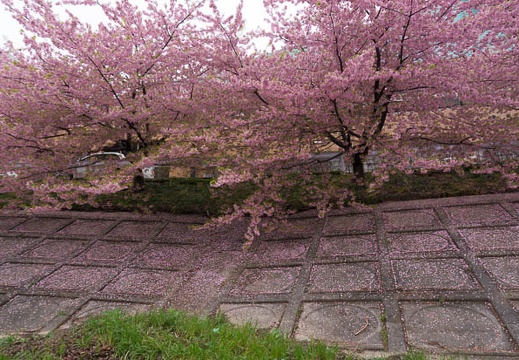 201503201207-DSC05386N6.jpg