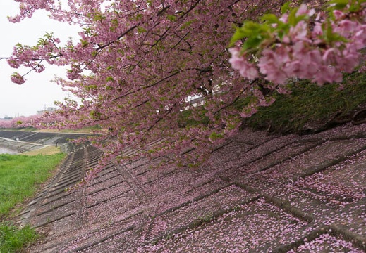 201503201209-DSC05397N6.jpg