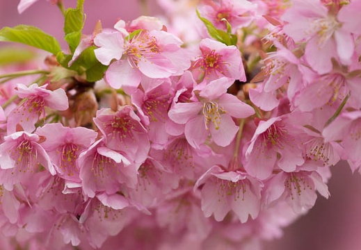 201503201231-DSC01114.jpg
