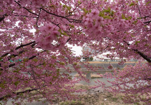 201503201250-DSC05457N6.jpg