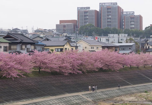 201503201317-DSC01210.jpg