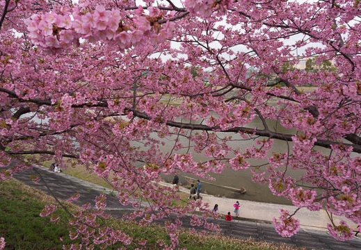 201503201331-DSC05514N6.jpg