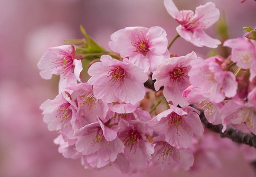 201503201332-DSC01221.jpg