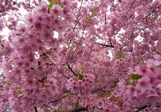 201503201336-DSC05521N6.jpg