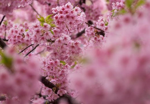 201503201337-DSC01225.jpg