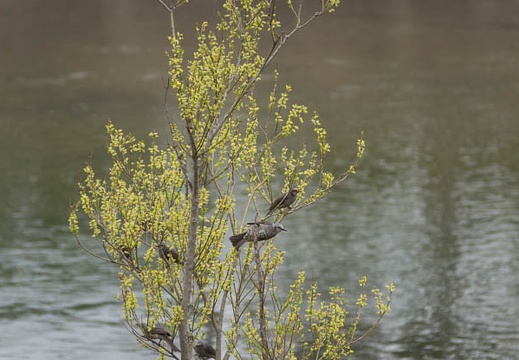 201503201341-DSC01230.jpg
