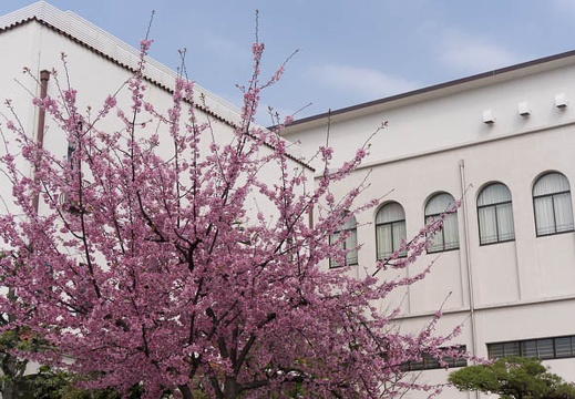 201503210945-DSC05534N6.jpg