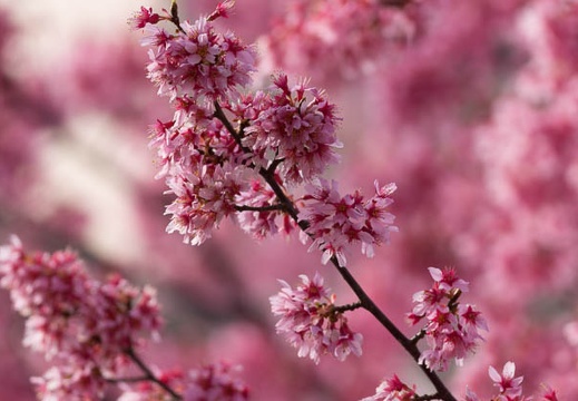 201503210958-DSC01364.jpg