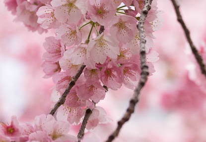 201503211044-DSC01466.jpg