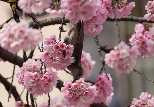 201503211059-DSC01514.jpg