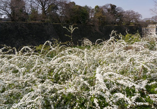 201503211306-DSC05641N6.jpg
