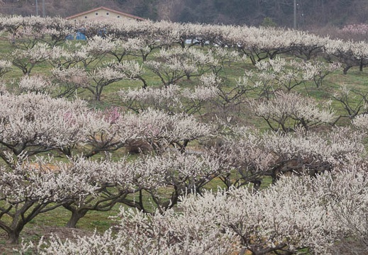 201503220909-DSC01944.jpg