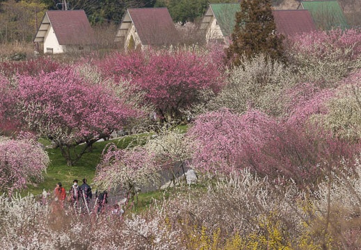 201503221016-DSC02061.jpg