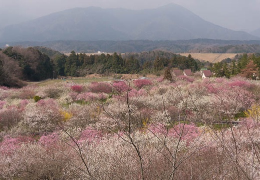 201503221020-DSC05833N6.jpg