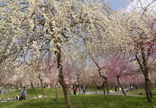 201503221111-DSC05863N6.jpg