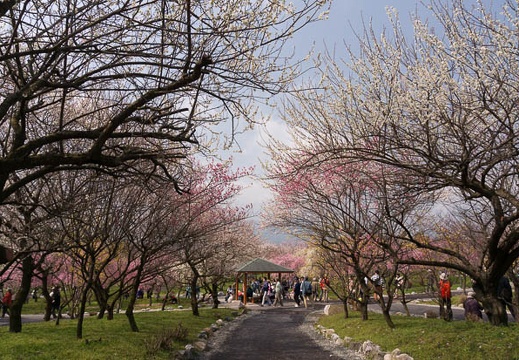 201503221132-DSC05894N6.jpg