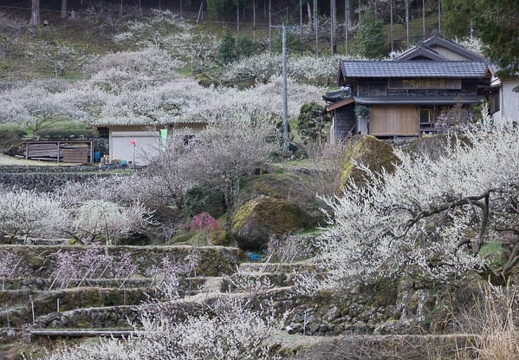 201503250803-DSC02636.jpg