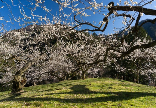 201503250814-DSC06273N6.jpg