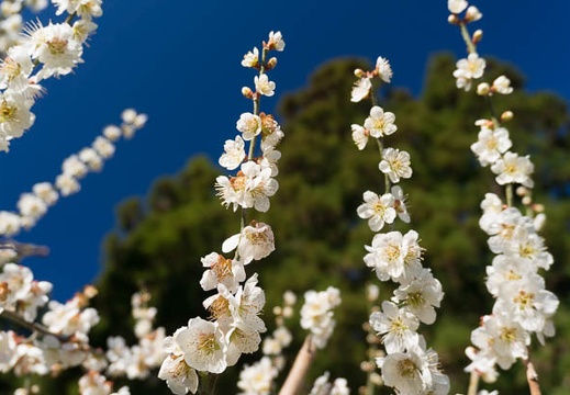 201503250815-DSC06276N6.jpg