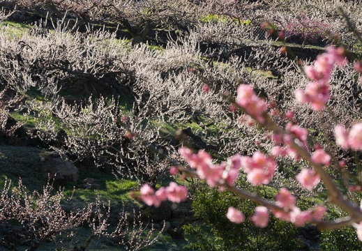 201503250821-DSC02657.jpg