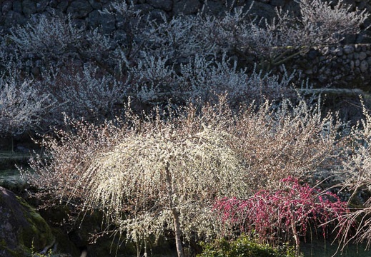 201503250834-DSC02670.jpg