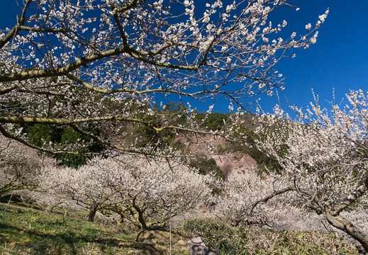 201503250852-DSC06331N6.jpg